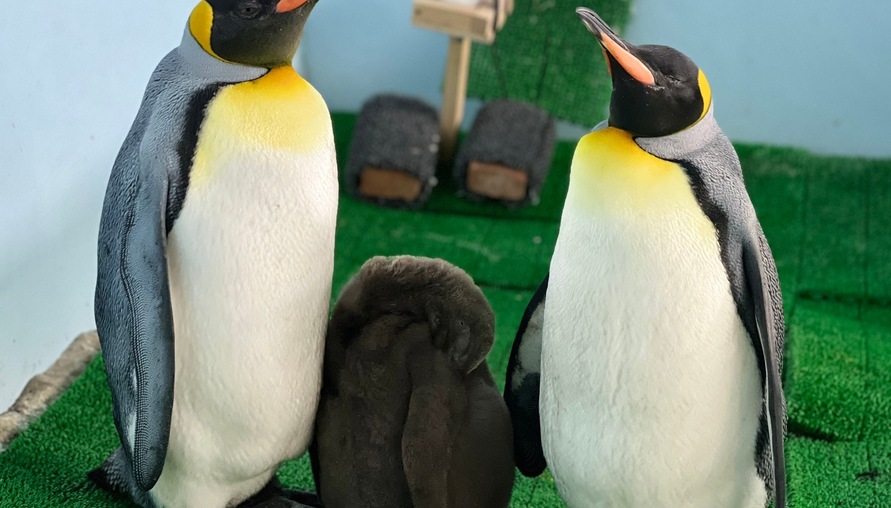 Xpark 與北市動物園聯姻配種成功！國王企鵝夫妻順利產下小企鵝